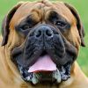 Bild von Puzzle-Manager-477