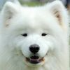 Bild von Puzzle-Gewinner-237